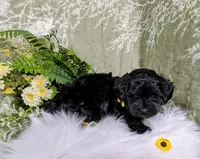 Maddie, a female Yorkipoo for sale in Ocala, FL – Photo 6 of 6
