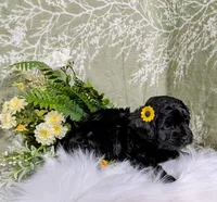 Maddie, a female Yorkipoo for sale in Ocala, FL – Photo 5 of 6