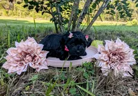 Maddie, a female Yorkipoo for sale in Ocala, FL – Photo 2 of 6