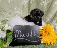 Maddie, a female Yorkipoo for sale in Ocala, FL – Photo 1 of 6