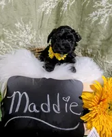 Maddie, a female Yorkipoo for sale in Ocala, FL – Photo 4 of 6
