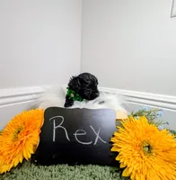 Rex , a male Yorkipoo for sale in Ocala, FL – 2 of 6