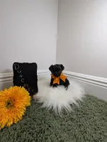 Dutches, a female Yorkipoo for sale in Ocala, FL – 3 of 6