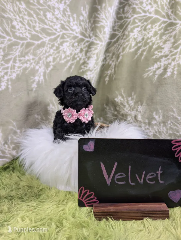 Velvet  – Yorkipoo puppy for sale in Ocala, FL