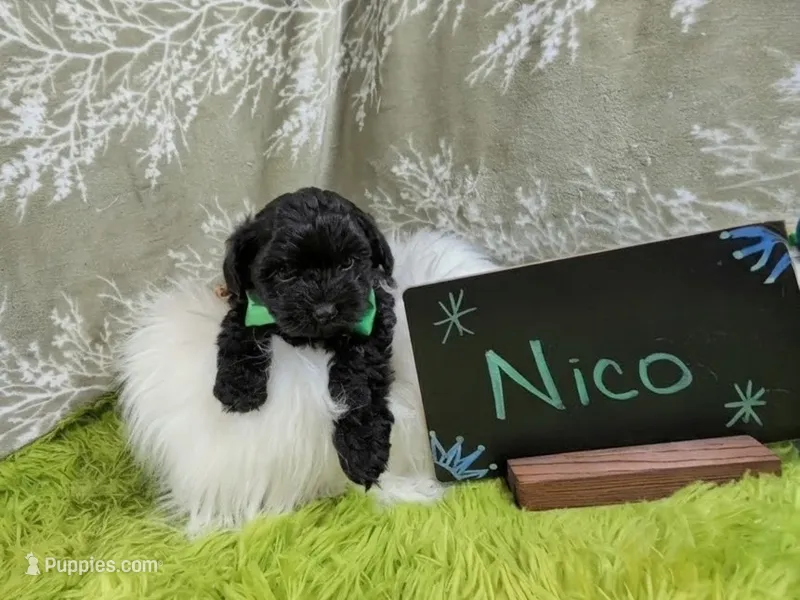 Nico – Yorkipoo puppy for sale in Ocala, FL
