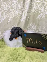 Milo, a male Yorkipoo for sale in Ocala, FL – 6 of 6
