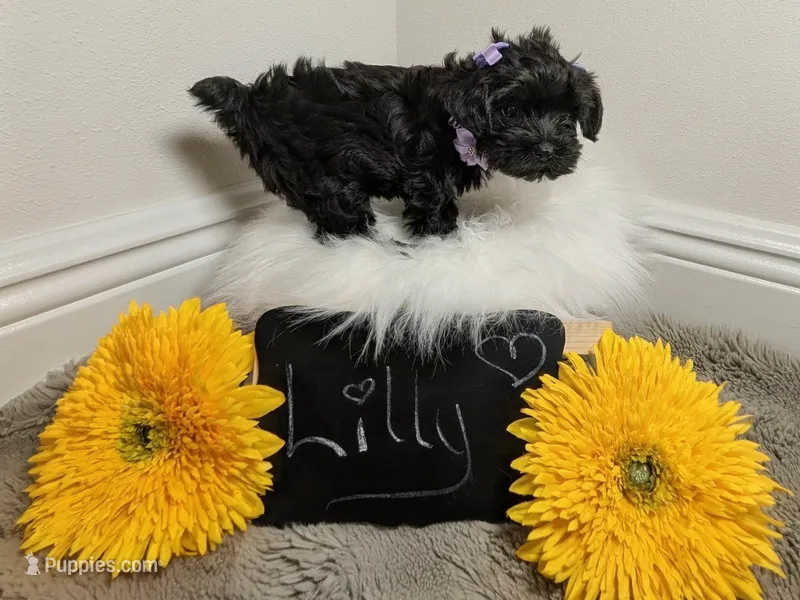 Lilly – Yorkipoo puppy for sale in Ocala, FL