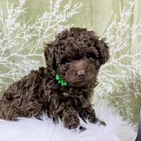 Dex, a male Poodle - Toy  for sale in Ocala, FL – Photo 1 of 6