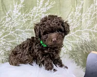 Dex, a male Poodle - Toy  for sale in Ocala, FL – Photo 1 of 6