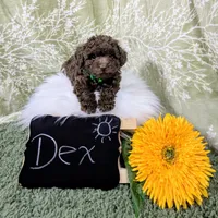 Dex, a male Poodle - Toy  for sale in Ocala, FL – Photo 2 of 6