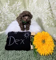 Dex, a male Poodle - Toy  for sale in Ocala, FL – Photo 2 of 6