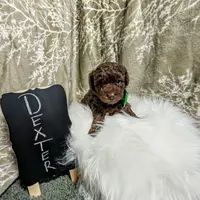 Dex, a male Poodle - Toy  for sale in Ocala, FL – Photo 4 of 6