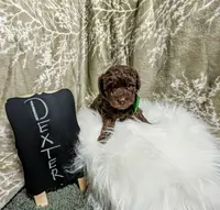 Dex, a male Poodle - Toy  for sale in Ocala, FL – Photo 4 of 6