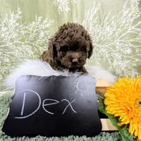 Dex, a male Poodle - Toy  for sale in Ocala, FL – Photo 5 of 6