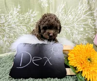 Dex, a male Poodle - Toy  for sale in Ocala, FL – Photo 5 of 6