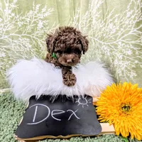 Dex, a male Poodle - Toy  for sale in Ocala, FL – Photo 6 of 6