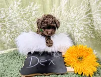 Dex, a male Poodle - Toy  for sale in Ocala, FL – Photo 6 of 6