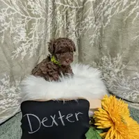 Dex, a male Poodle - Toy  for sale in Ocala, FL – Photo 3 of 6