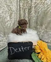 Dex, a male Poodle - Toy  for sale in Ocala, FL – Photo 3 of 6