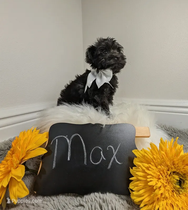 Max – Yorkipoo puppy for sale in Ocala, FL