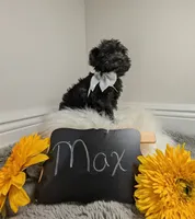 Max, a male Yorkipoo for sale in Ocala, FL – 3 of 9