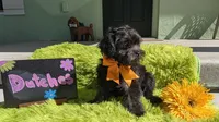 Dutches, a female Yorkipoo for sale in Ocala, FL – 4 of 8