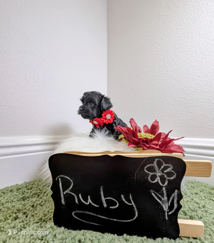 Ruby – Yorkipoo puppy for sale in Ocala, FL