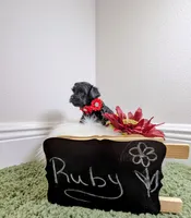 Ruby, a female Yorkipoo for sale in Ocala, FL – 3 of 5