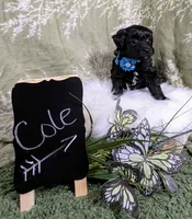 Cole, a male Yorkipoo for sale in Ocala, FL – Photo 4 of 6