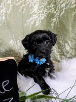 Cole, a male Yorkipoo for sale in Ocala, FL – Photo 3 of 6