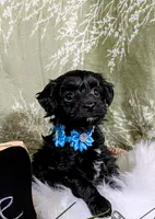 Cole, a male Yorkipoo for sale in Ocala, FL – Photo 1 of 6