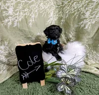 Cole, a male Yorkipoo for sale in Ocala, FL – Photo 6 of 6