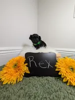 Rex , a male Yorkipoo for sale in Ocala, FL – 4 of 6