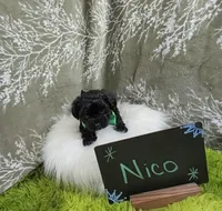 Nico, a male Yorkipoo for sale in Ocala, FL – 4 of 9