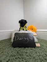 Daisy , a female Yorkipoo for sale in Ocala, FL – 6 of 6