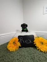 Rex , a male Yorkipoo for sale in Ocala, FL – 5 of 6