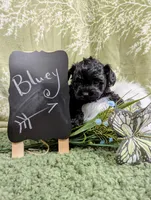 Bluey, a male Yorkipoo and Yorkshire Terrier for sale in Ocala, FL – Photo 9 of 9