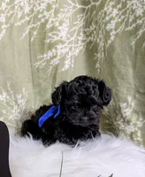 Bluey, a male Yorkipoo and Yorkshire Terrier for sale in Ocala, FL – Photo 5 of 9