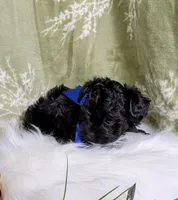 Bluey, a male Yorkipoo and Yorkshire Terrier for sale in Ocala, FL – Photo 3 of 9