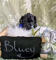 Bluey, a male Yorkipoo and Yorkshire Terrier for sale in Ocala, FL – Photo 2 of 9