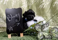 Bluey, a male Yorkipoo and Yorkshire Terrier for sale in Ocala, FL – Photo 6 of 9