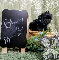 Bluey, a male Yorkipoo and Yorkshire Terrier for sale in Ocala, FL – Photo 4 of 9