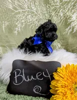 Bluey, a male Yorkipoo and Yorkshire Terrier for sale in Ocala, FL – Photo 7 of 9