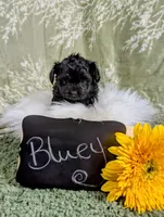 Bluey, a male Yorkipoo and Yorkshire Terrier for sale in Ocala, FL – Photo 8 of 9