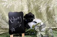 Bluey, a male Yorkipoo and Yorkshire Terrier for sale in Ocala, FL – Photo 1 of 9