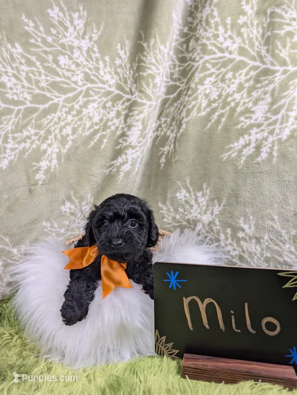 Milo – Yorkipoo puppy for sale in Ocala, FL