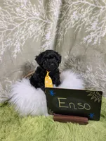 Enzo , a male Yorkipoo for sale in Ocala, FL – 7 of 9