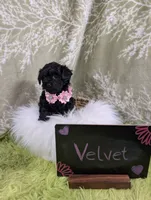 Velvet , a female Yorkipoo for sale in Ocala, FL – 4 of 6
