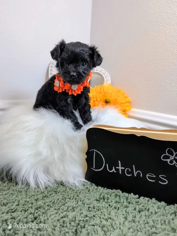 Dutches – Yorkipoo puppy for sale in Ocala, FL