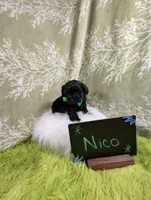 Nico, a male Yorkipoo for sale in Ocala, FL – 8 of 9